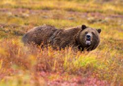 Denali National Park and Preserve