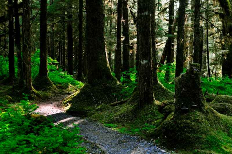 Forêt Bartlett Cove