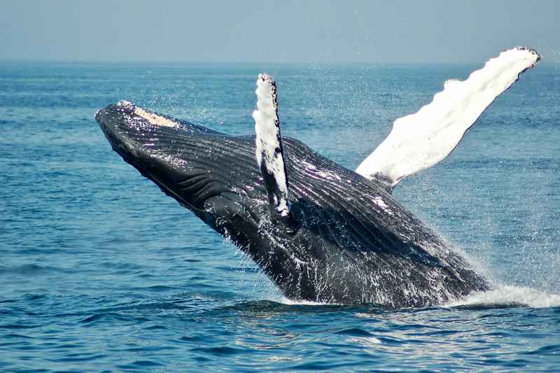 Observation des baleines