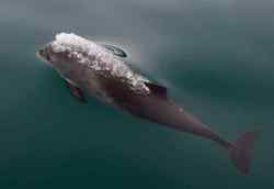 Glacier Bay National Park and Preserve