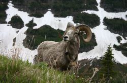 Glacier National Park