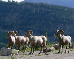 Glacier National Park