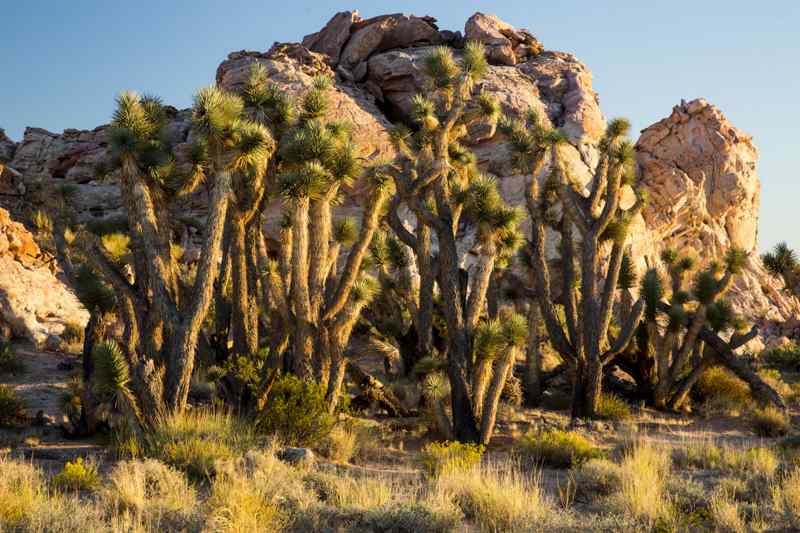 Joshua Tree