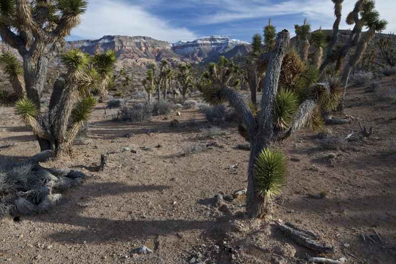 Paiute Wilderness
