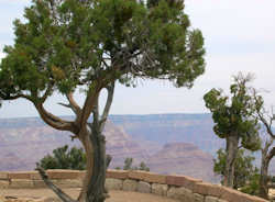 Grand Canyon South Rim