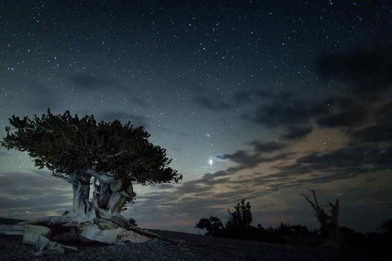 Bristlecone Pine