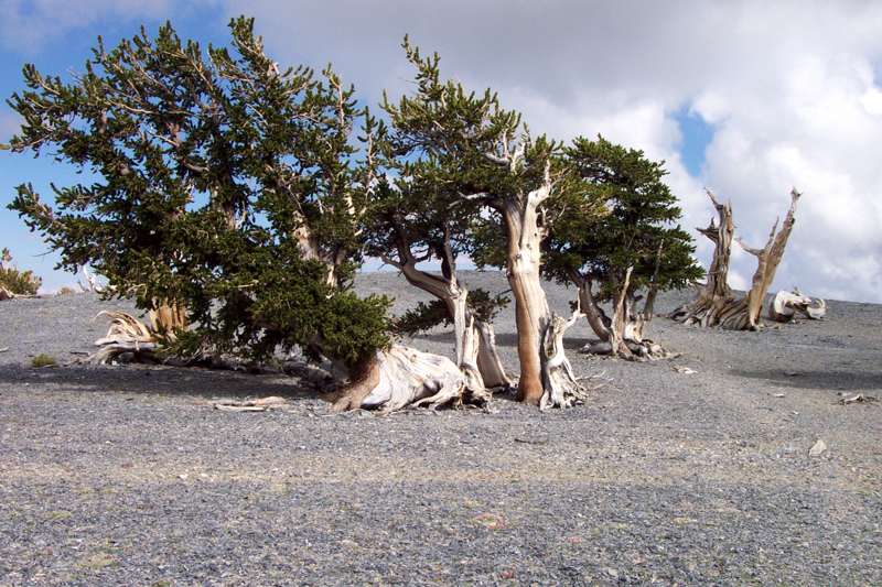 Bristlecone Trail