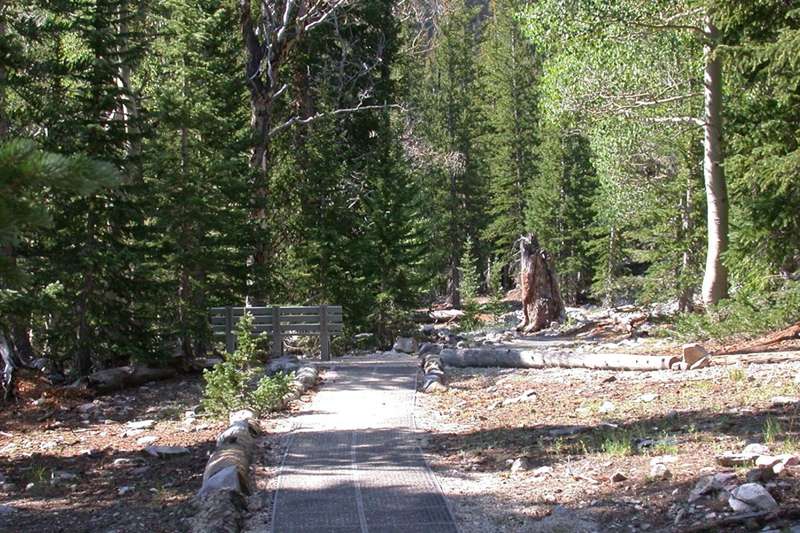 Sky Islands Forest Trail