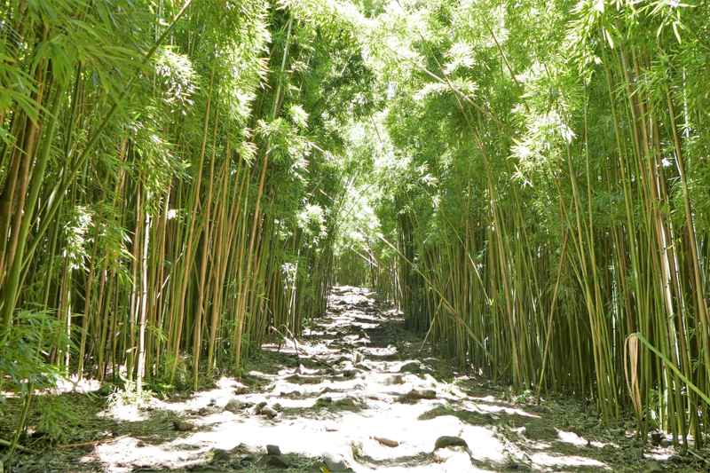 Forêt de bambous