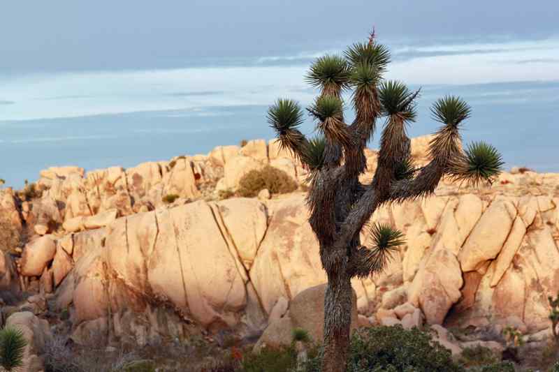 Arbre Joshua Tree