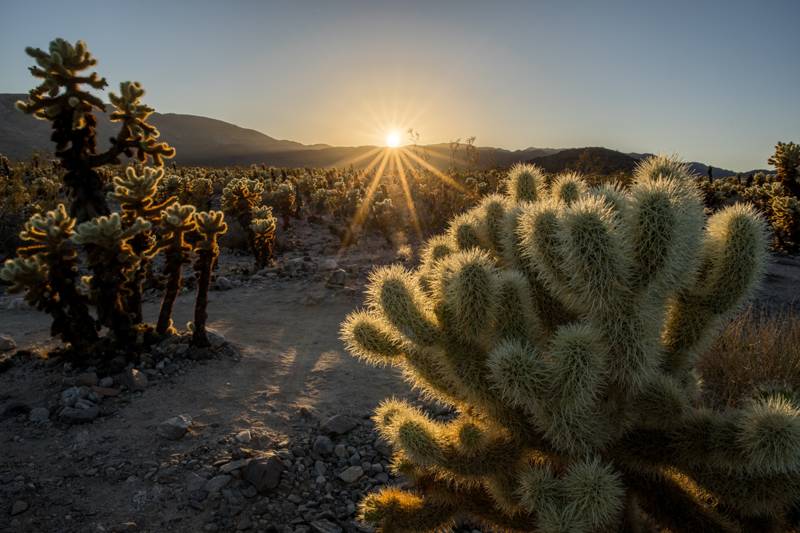 Cholla Cactus Garden