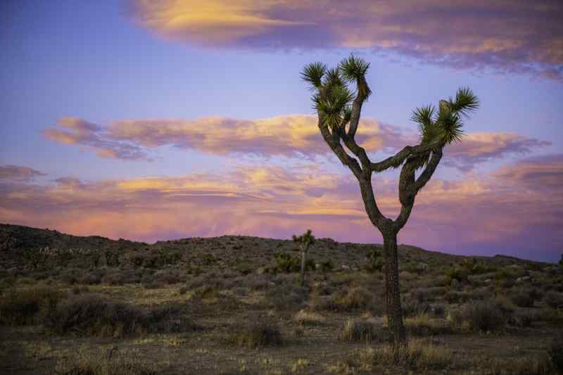 Joshua Tree