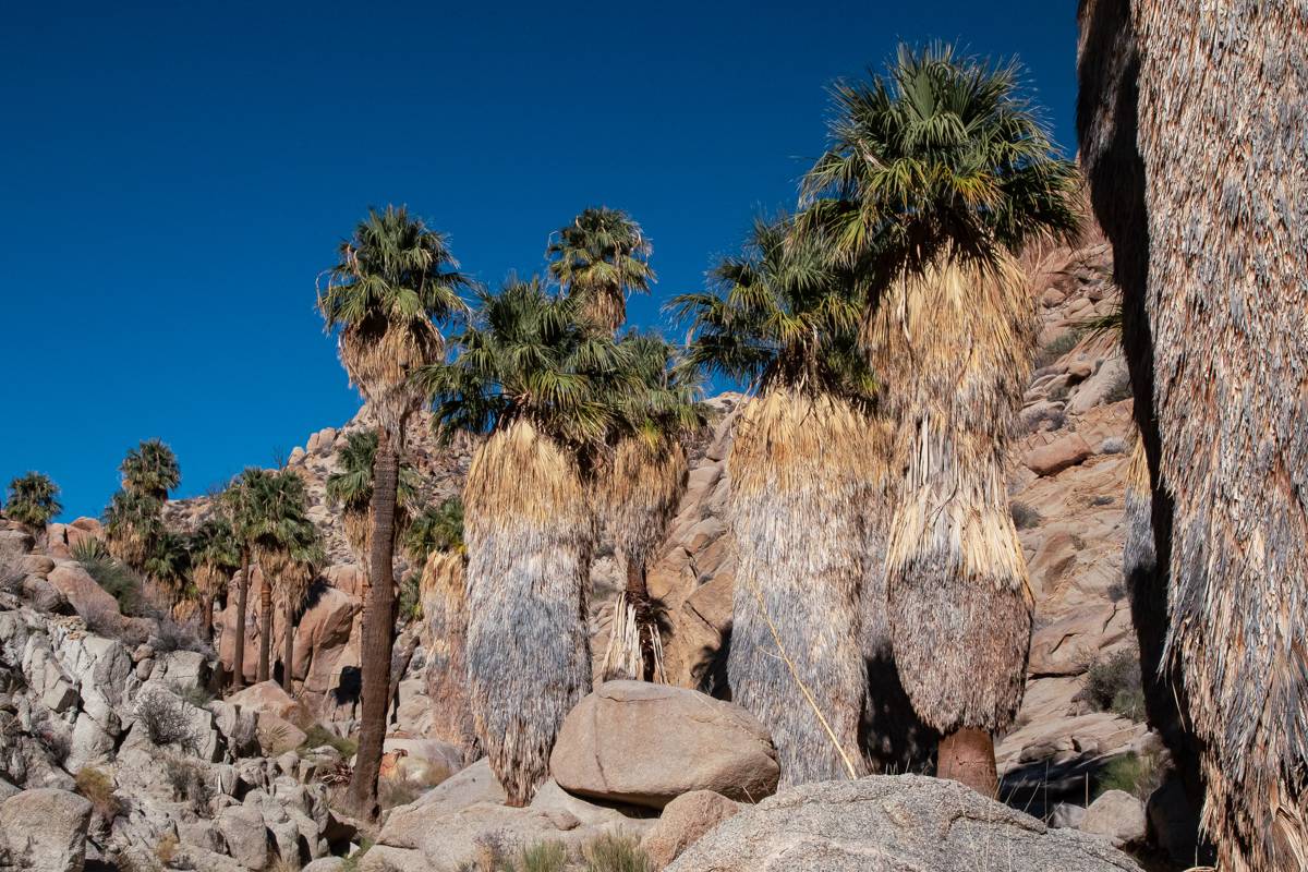 Lost Palms Oasis Trail