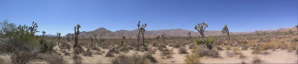 Joshua Tree National Park