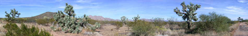 Joshua Tree National Park