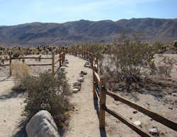 Joshua Tree National Park