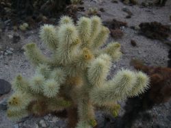 Joshua Tree National Park