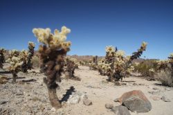 Joshua Tree National Park