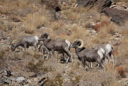 Joshua Tree National Park