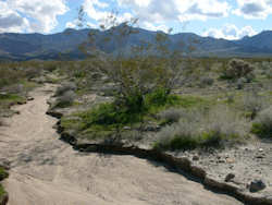 Joshua Tree National Park