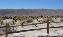 Joshua Tree National Park