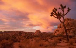 Joshua Tree National Park