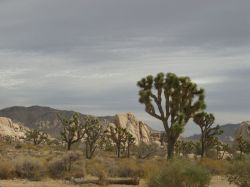 Joshua Tree National Park