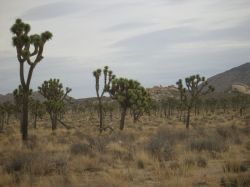 Joshua Tree National Park