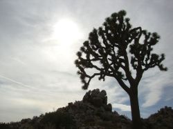 Joshua Tree National Park