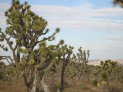 Joshua Tree National Park