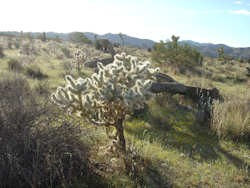 Joshua Tree National Park