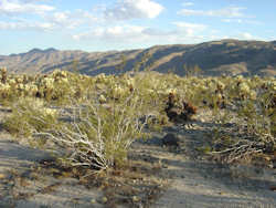 Joshua Tree National Park