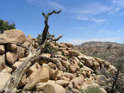 Joshua Tree National Park