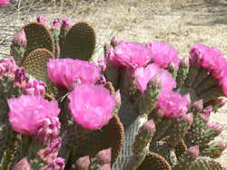 Joshua Tree National Park