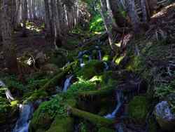 Mount Rainier National Park