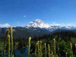 Mount Rainier National Park