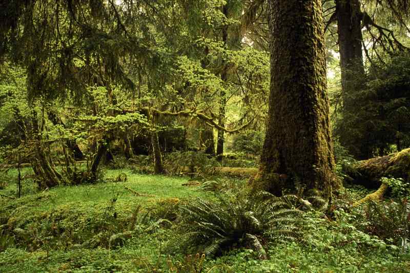 Hoh Rain Forest