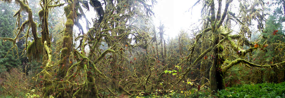 Olympic National Park