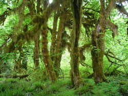 Olympic National Park