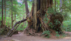 Olympic National Park