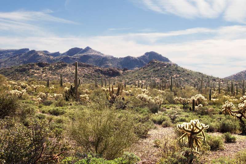 Ajo Mountain Drive