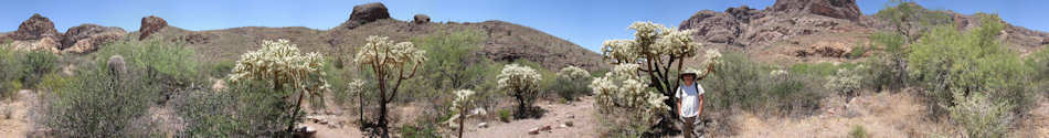 Organ Pipe Cactus National Monument