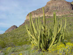 Organ Pipe Cactus National Monument