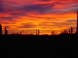 Organ Pipe Cactus National Monument