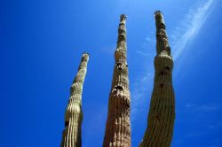 Organ Pipe Cactus National Monument