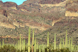 Organ Pipe Cactus National Monument