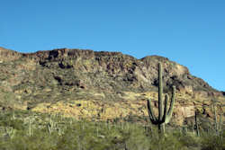 Organ Pipe Cactus National Monument