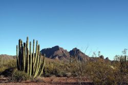 Organ Pipe Cactus National Monument