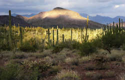 Organ Pipe Cactus National Monument