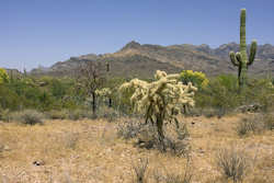 Organ Pipe Cactus National Monument